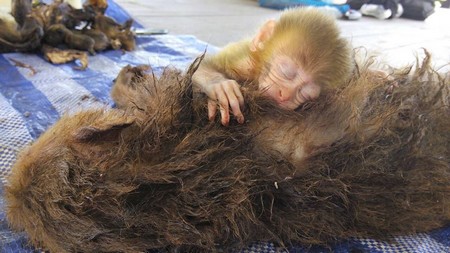  Hình ảnh khỉ con ôm chặt xác mẹ khiến nhiều người cảm động